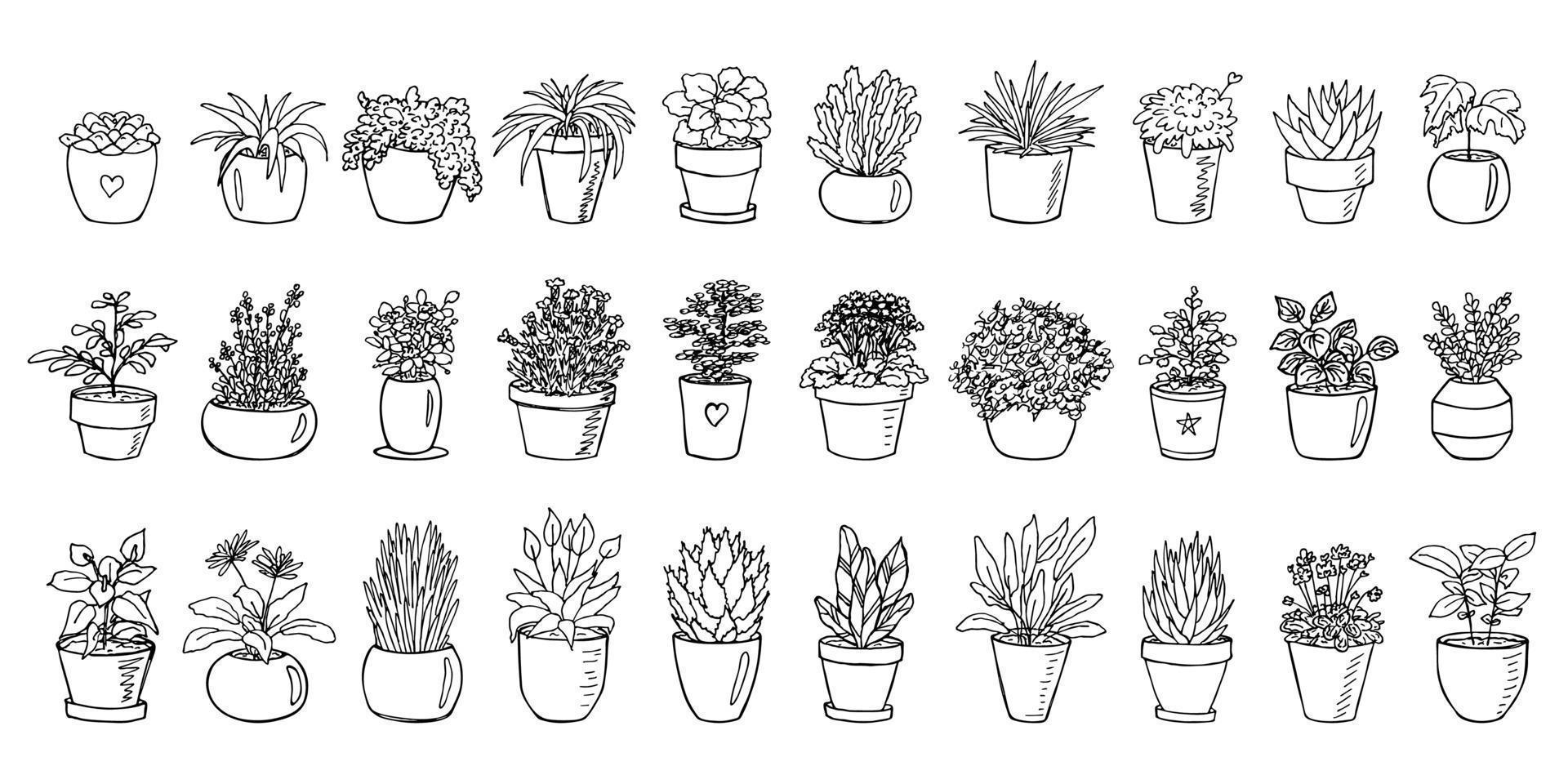 Cute hand drawn houseplant in a pot clipart. Plant illustration. Cozy home doodle set vector