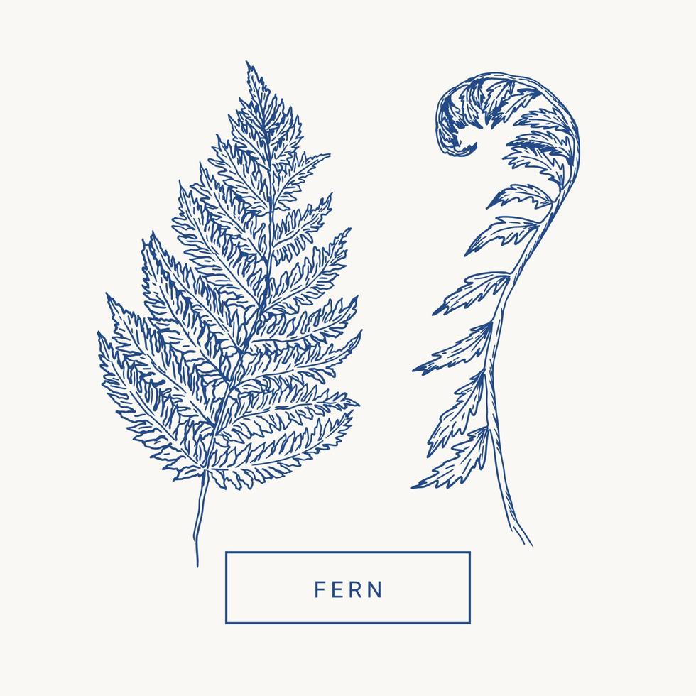 Fern leaves hand draw vintage engraving clip art isolated on white background. vector