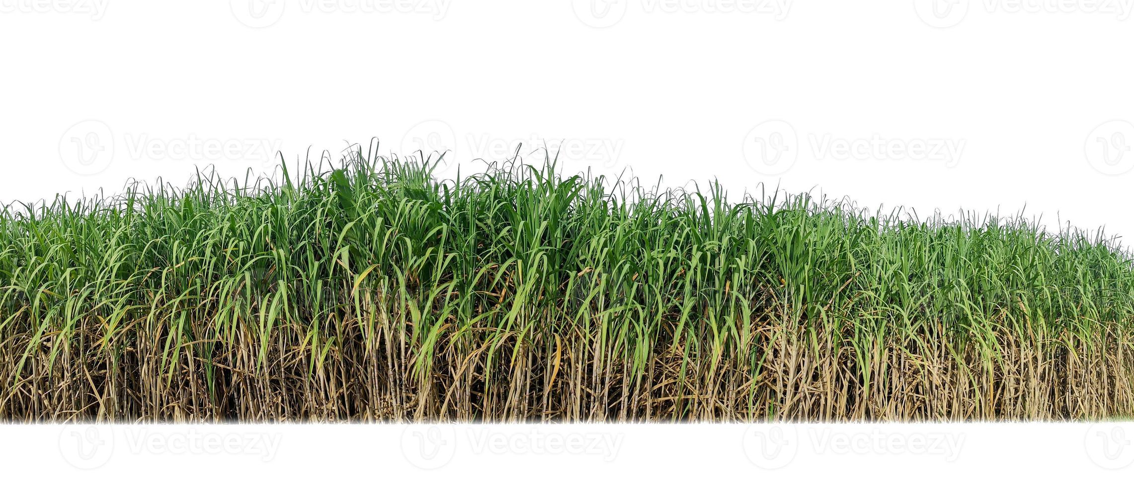 Sugar cane isolated on white background and cliping path photo