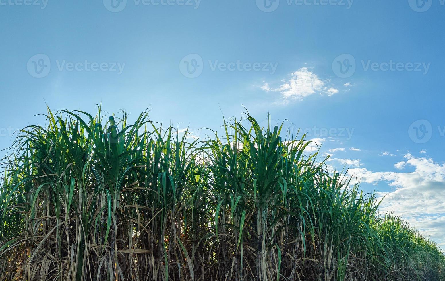 Sugarcane fields and blue sky photo