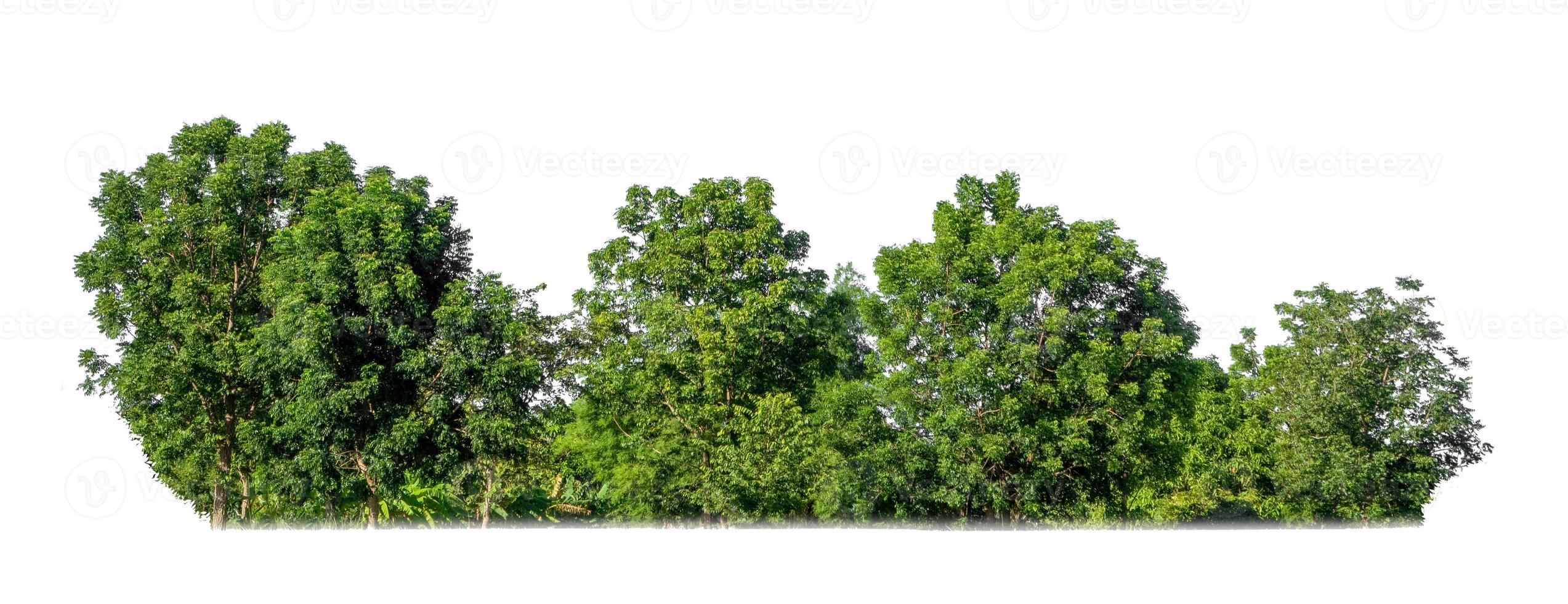 green trees isolated on white background. are forest and foliage in summer for both printing and web pages photo