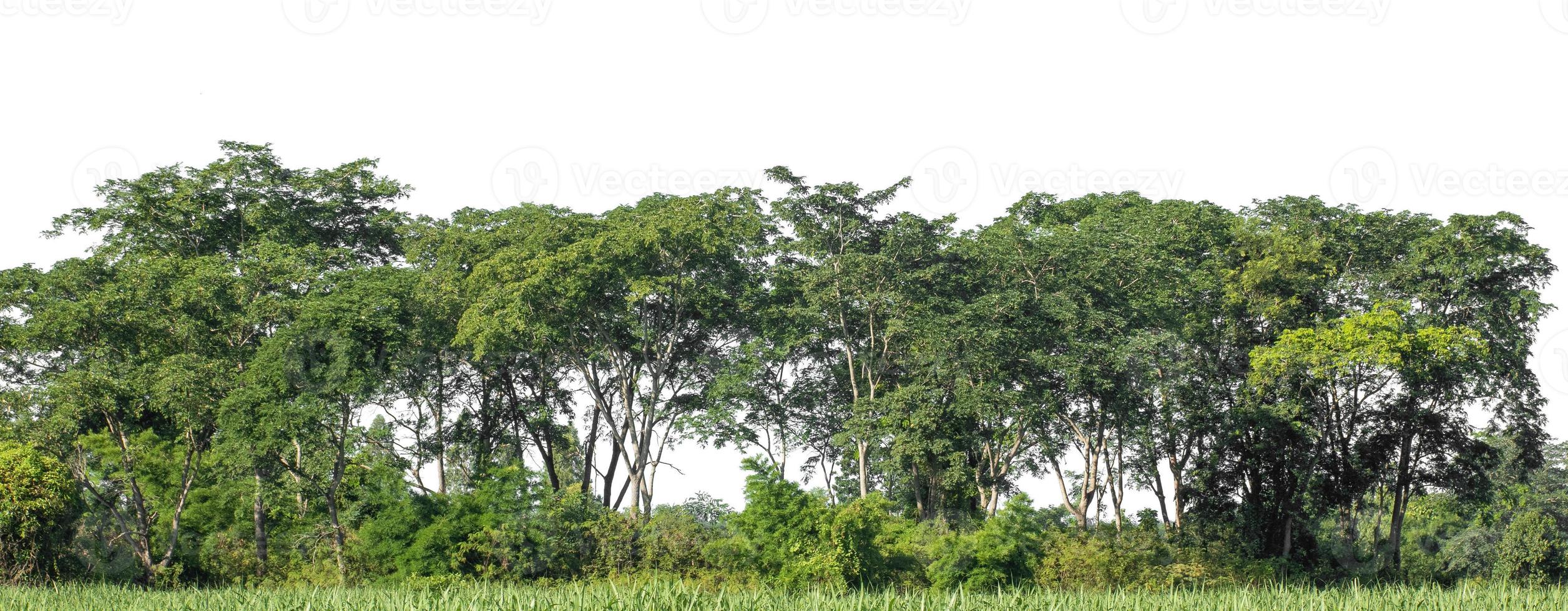 árboles verdes aislados sobre fondo blanco. son bosque y follaje en verano tanto para impresión como para páginas web foto