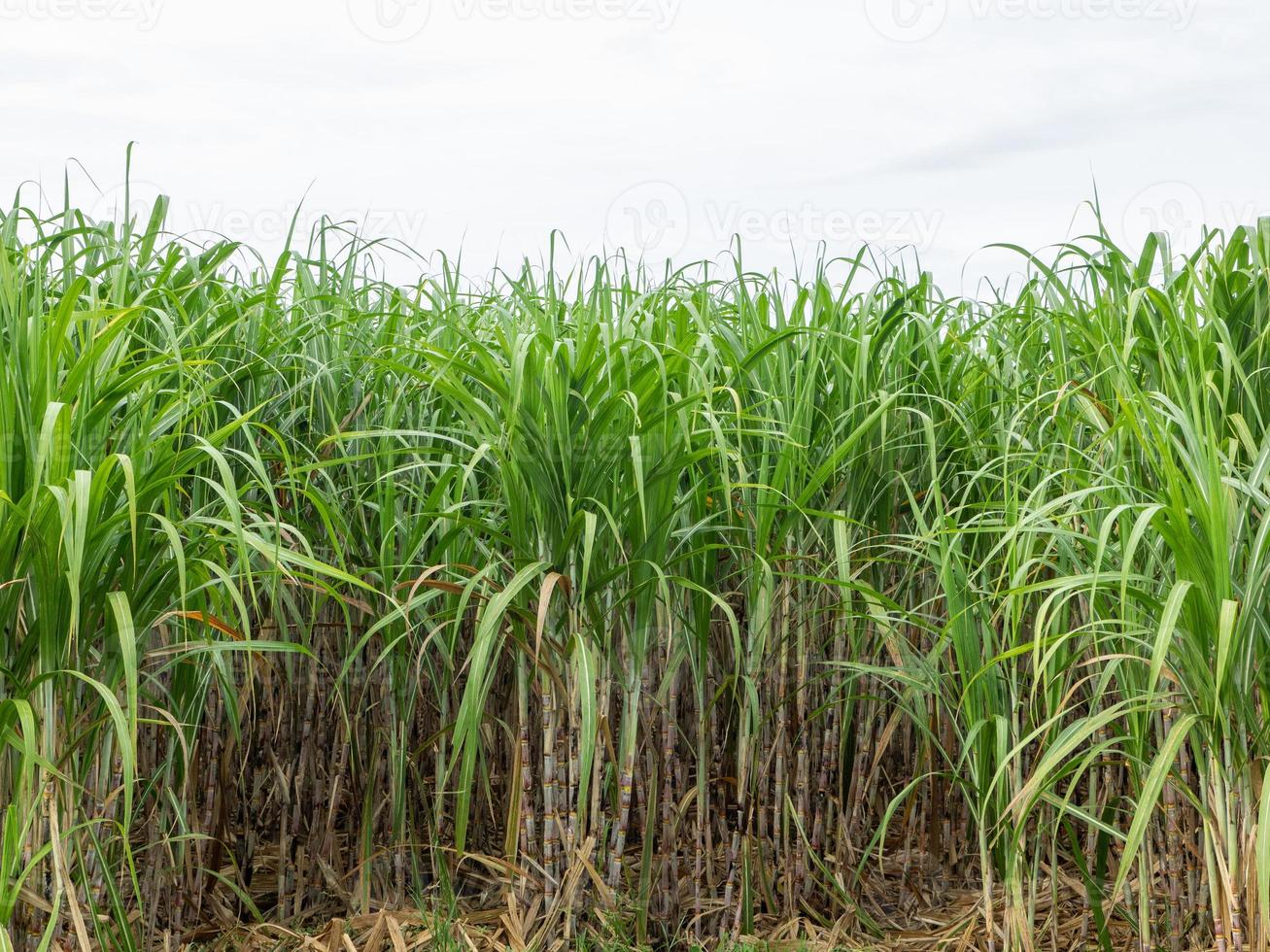 Sugarcane field at sunrise in Thailand photo