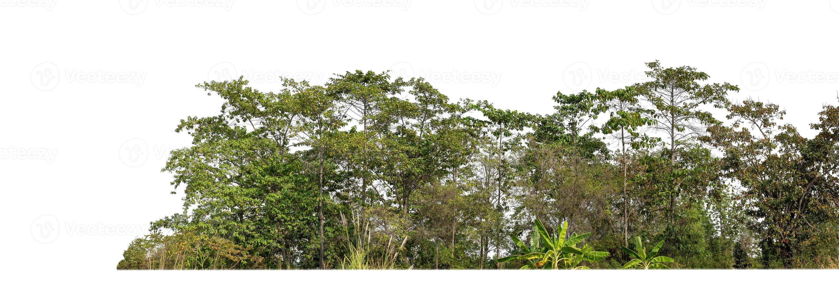 Green Trees isolated on white background.are Forest and foliage in summer for both printing and web pageswith cut path and alpha channel photo