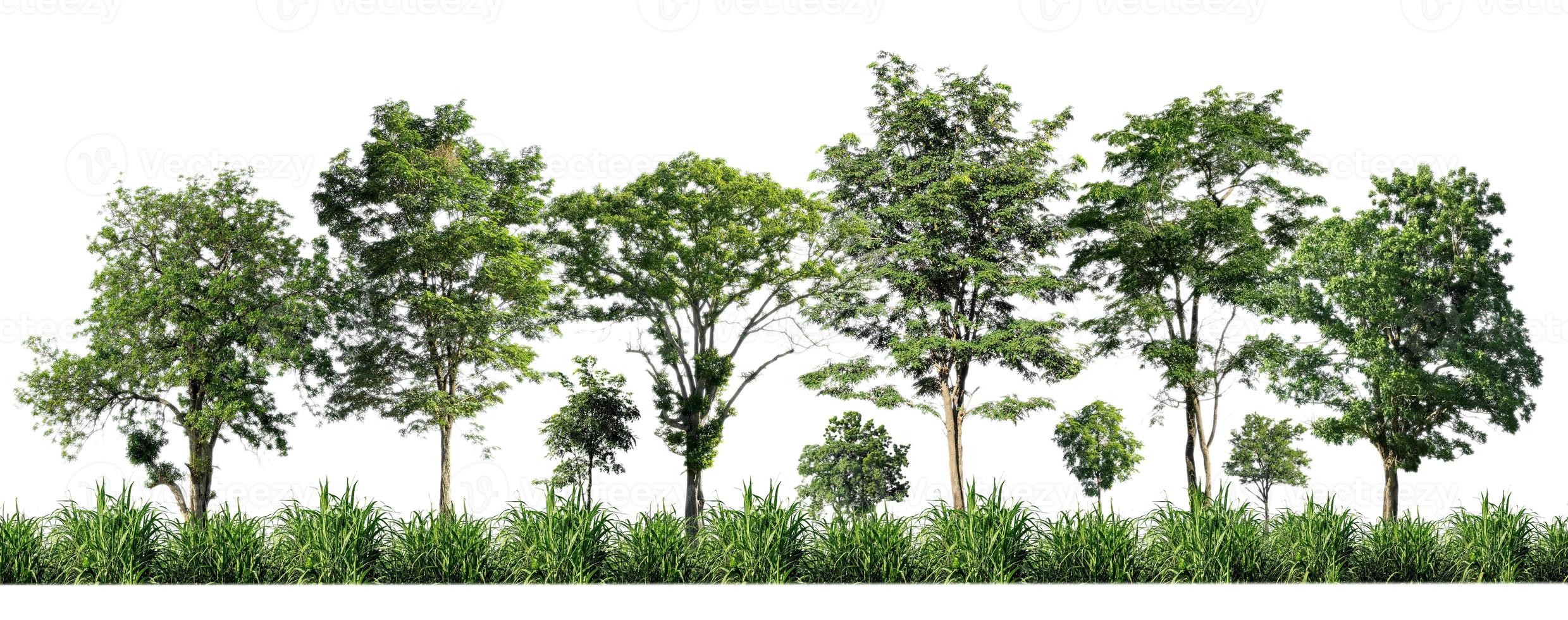 Green trees isolated on white background. forest and leaves in summer rows of trees and bushes photo