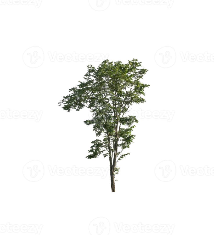 Trees that are isolated on a white background are suitable for both printing and web pages photo