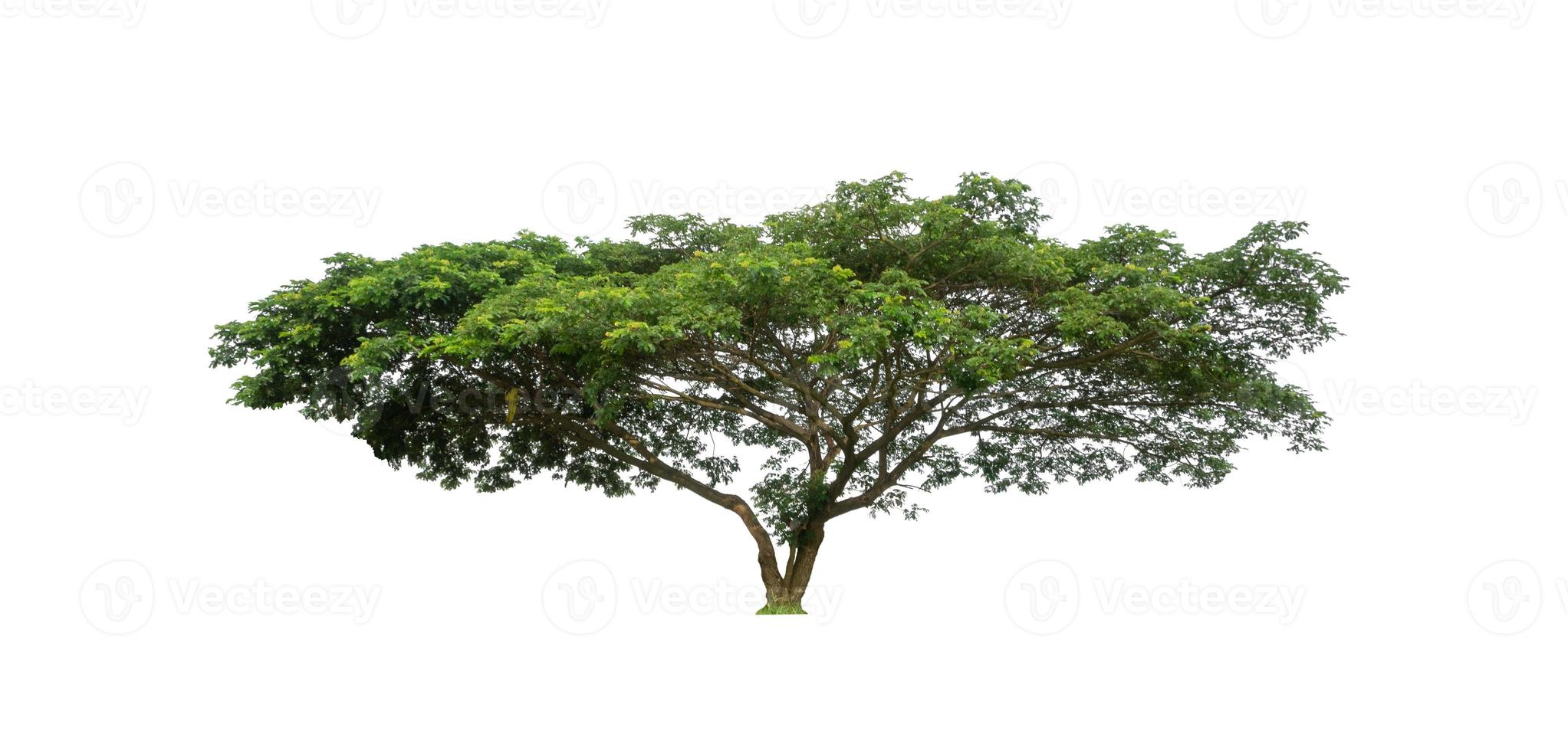 Trees that are isolated on a white background are suitable for both printing and web pages photo