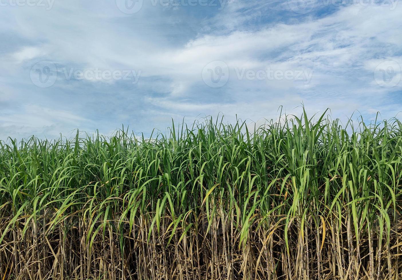 Sugarcane fields and blue sky photo