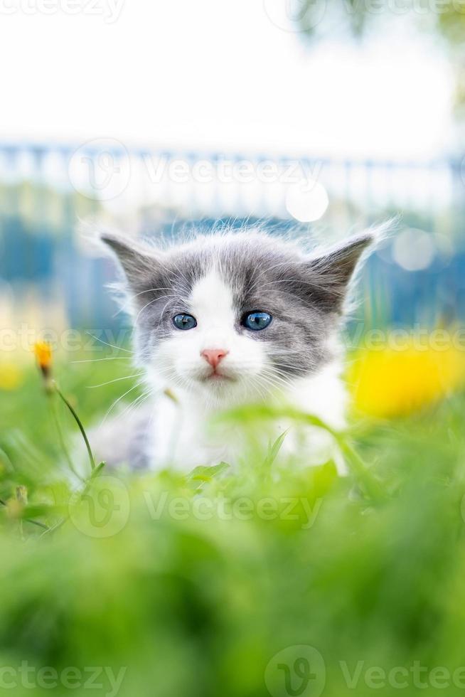 kitten on the grass photo