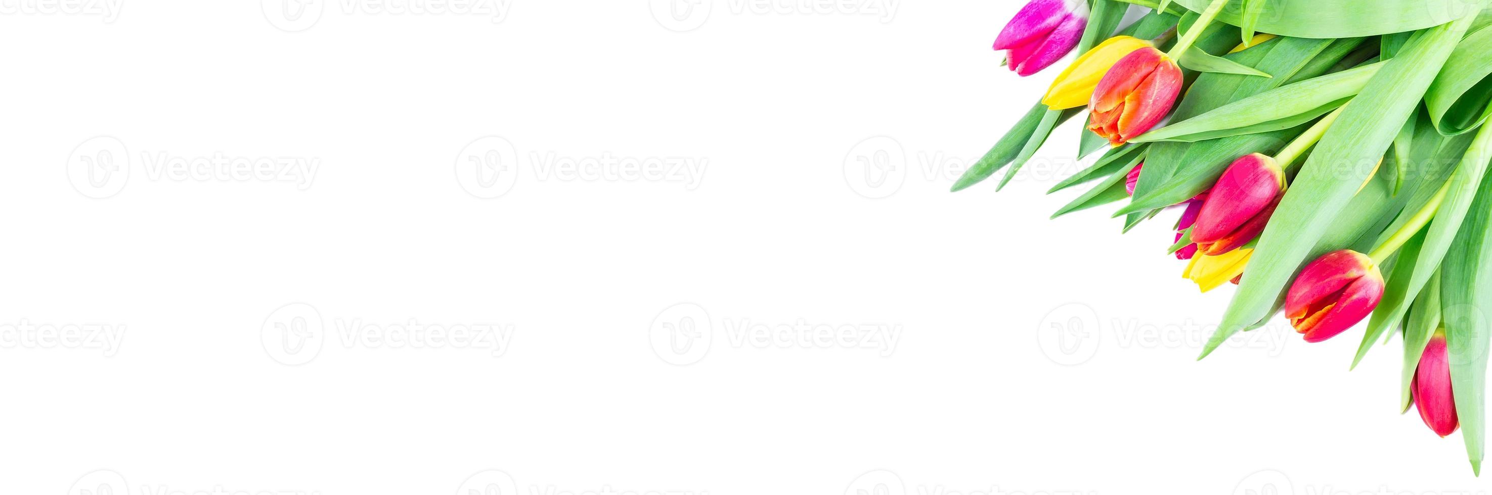 Tulips on white background, isolated photo
