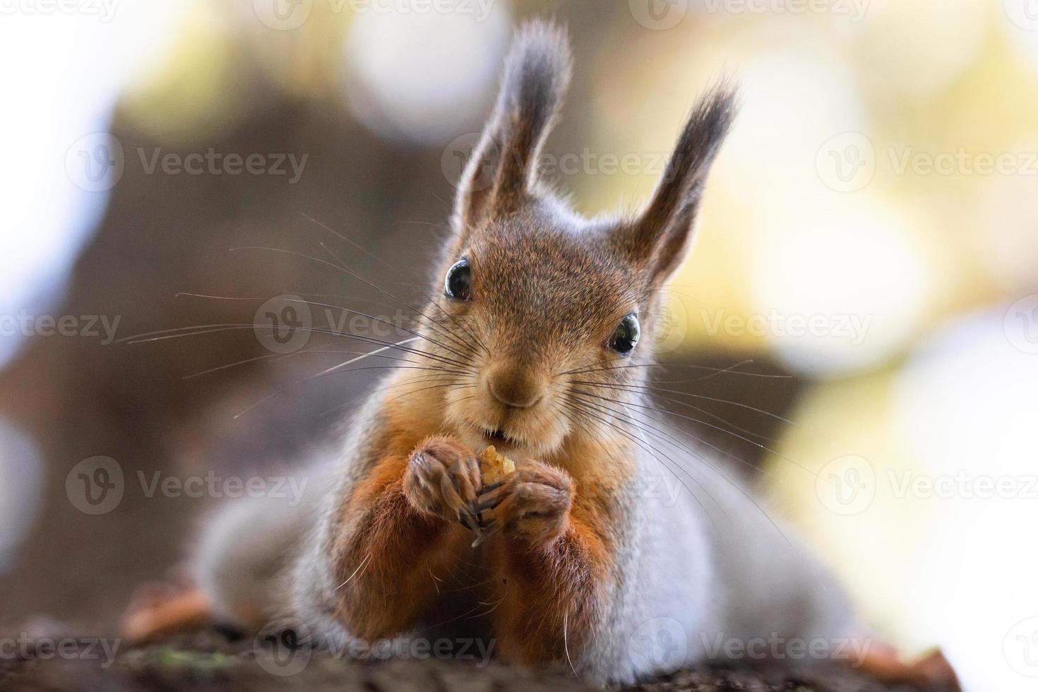 Squirrel in the autumn park photo