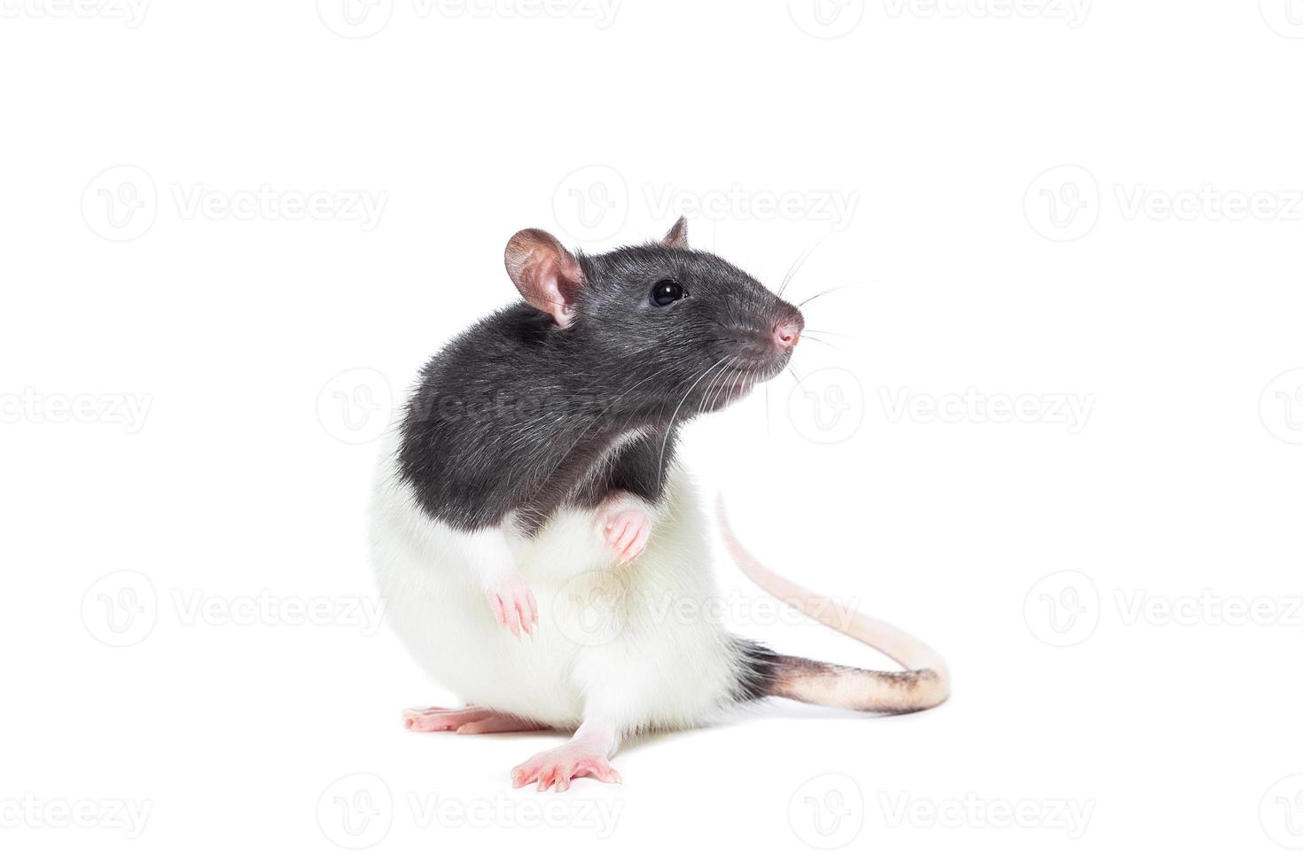 rat on white background photo