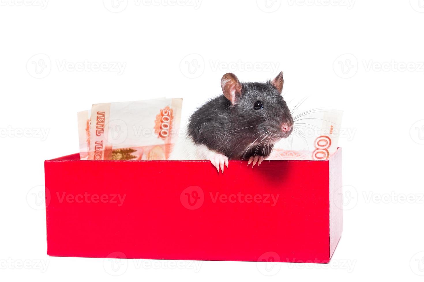 Rat with money photo