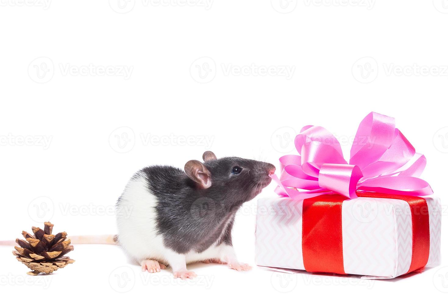 rat on white background photo