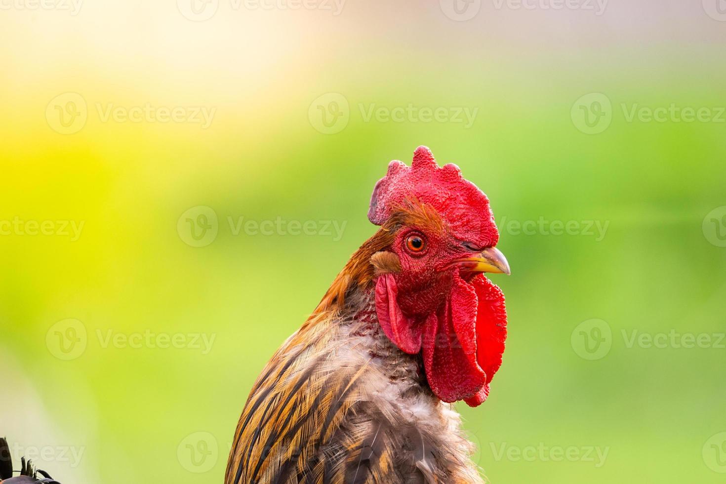 cock on the grass. photo