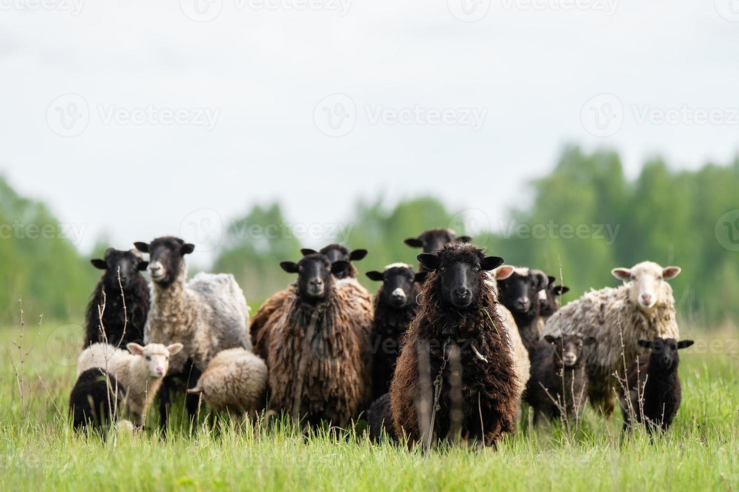 Lambs and sheep green grass photo