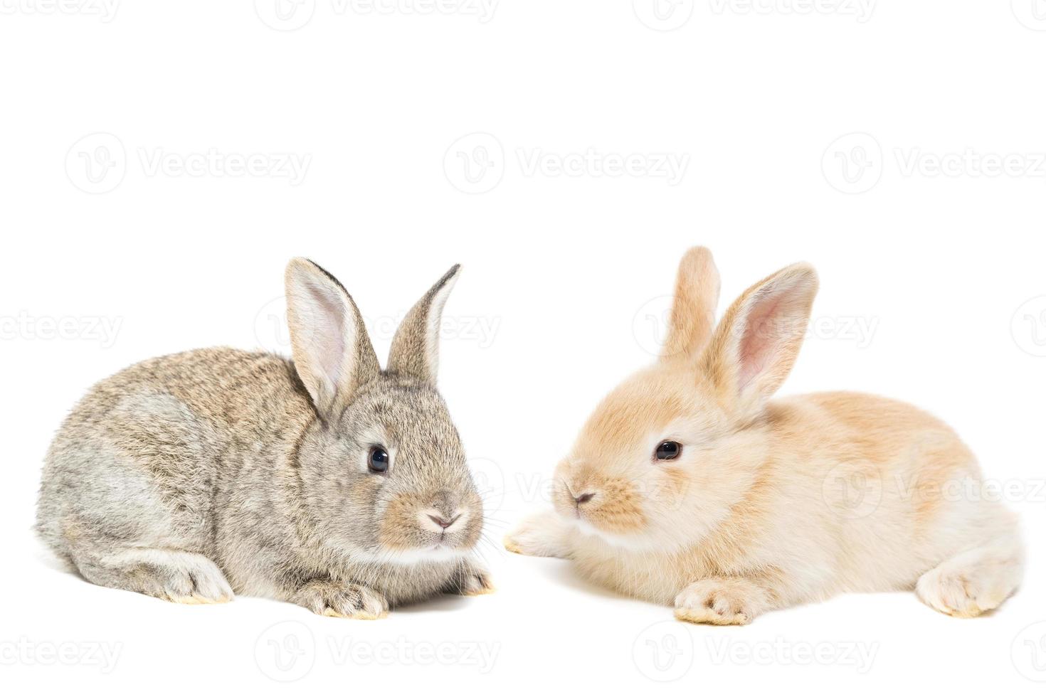 rabbit on white background. photo