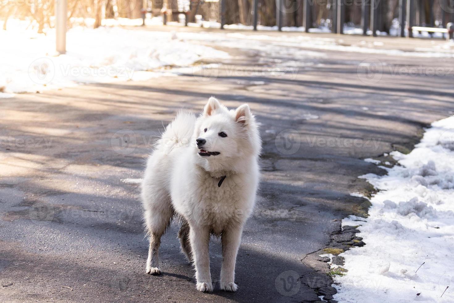 perro samoyedo en el parque foto