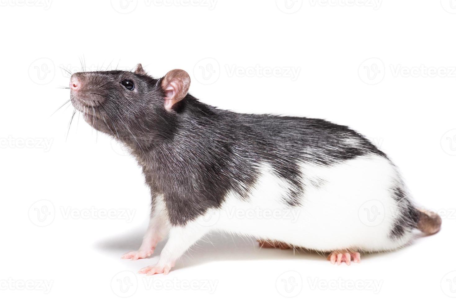 rat isolated on white background photo