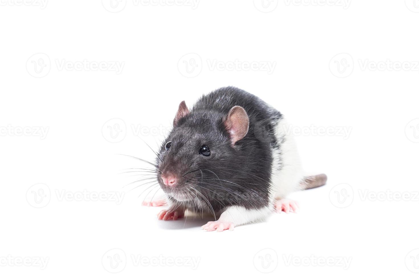 rat on white background photo