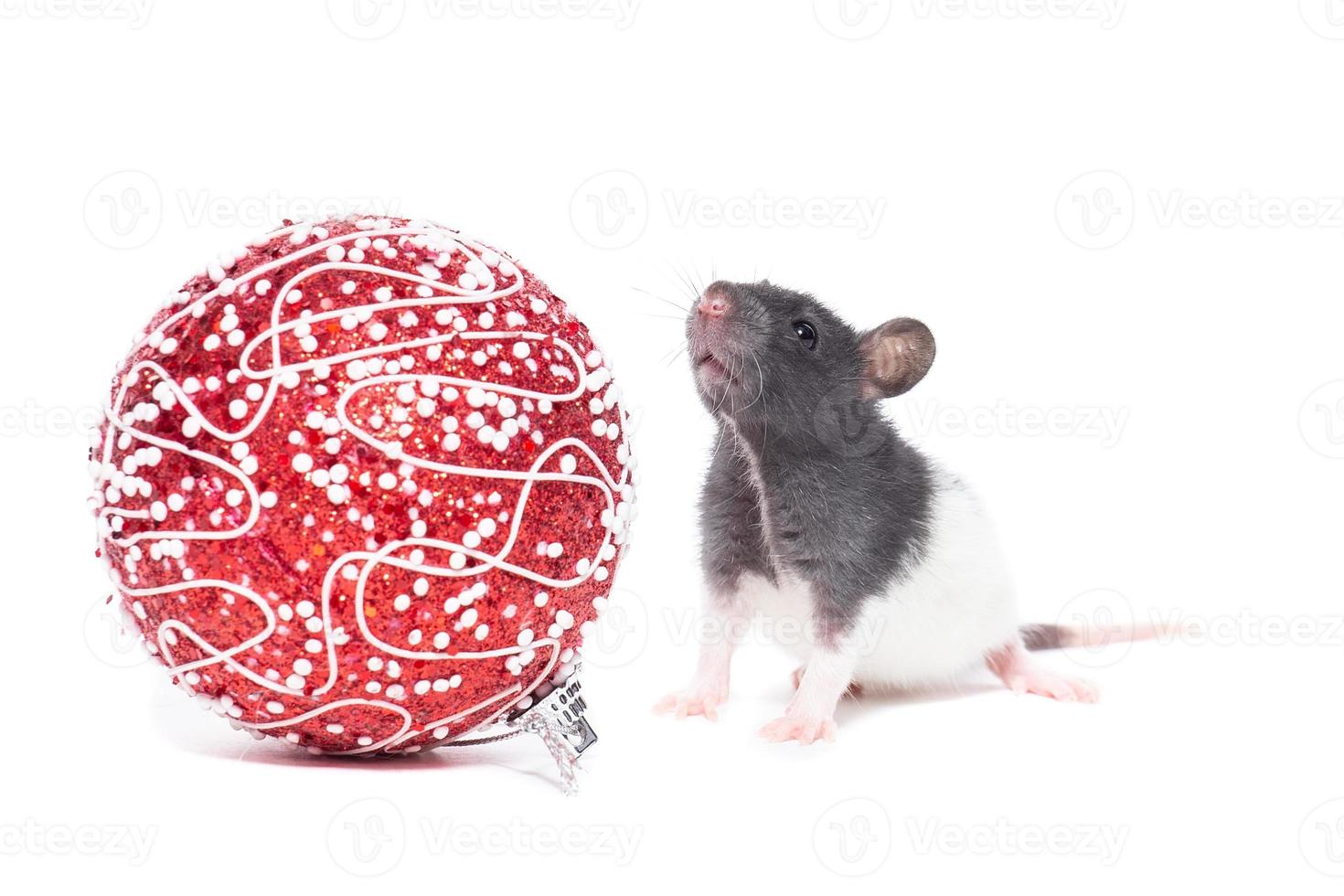 Rat on white background photo