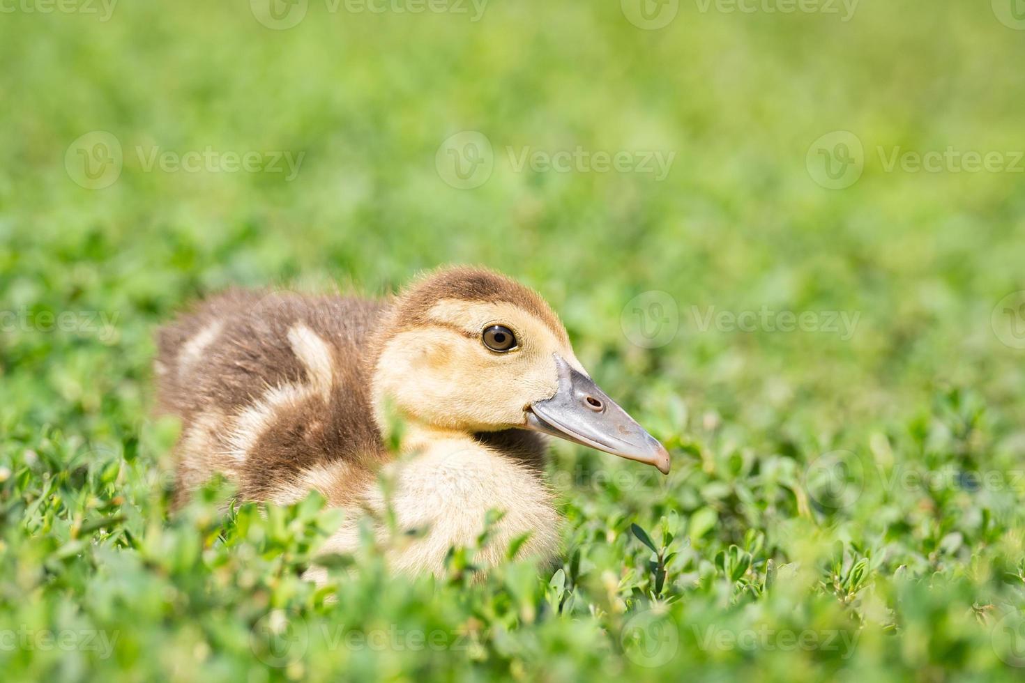 patito en la hierba foto