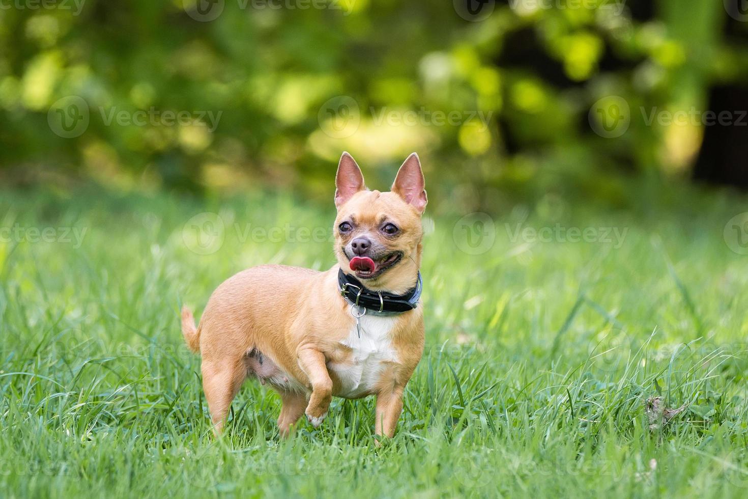 perro chihuahua en la hierba foto