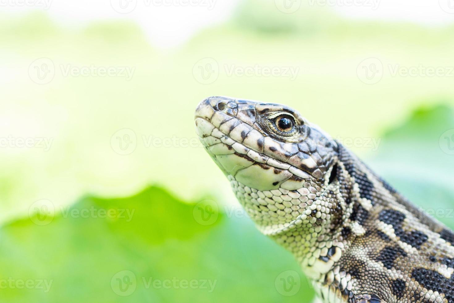 lizard on the grass photo