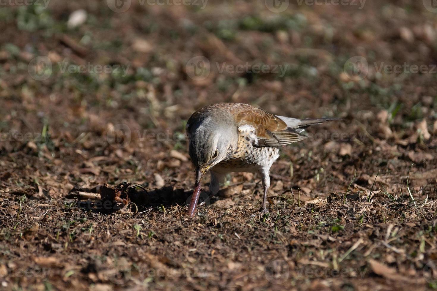 thrush Fieldfare and the worm photo