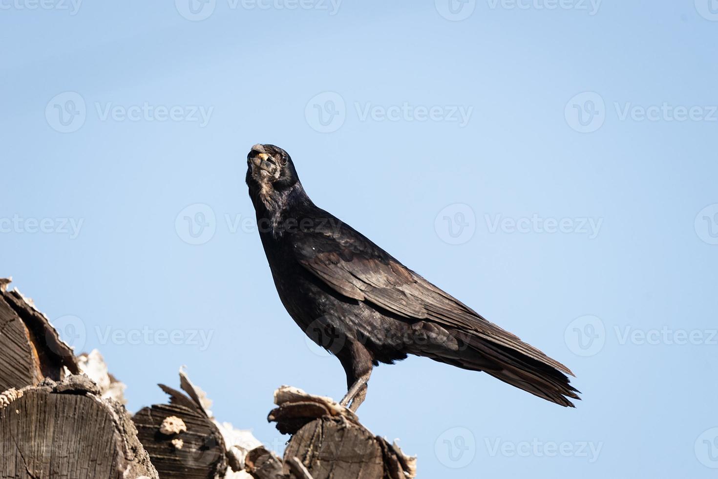 rook on a log photo