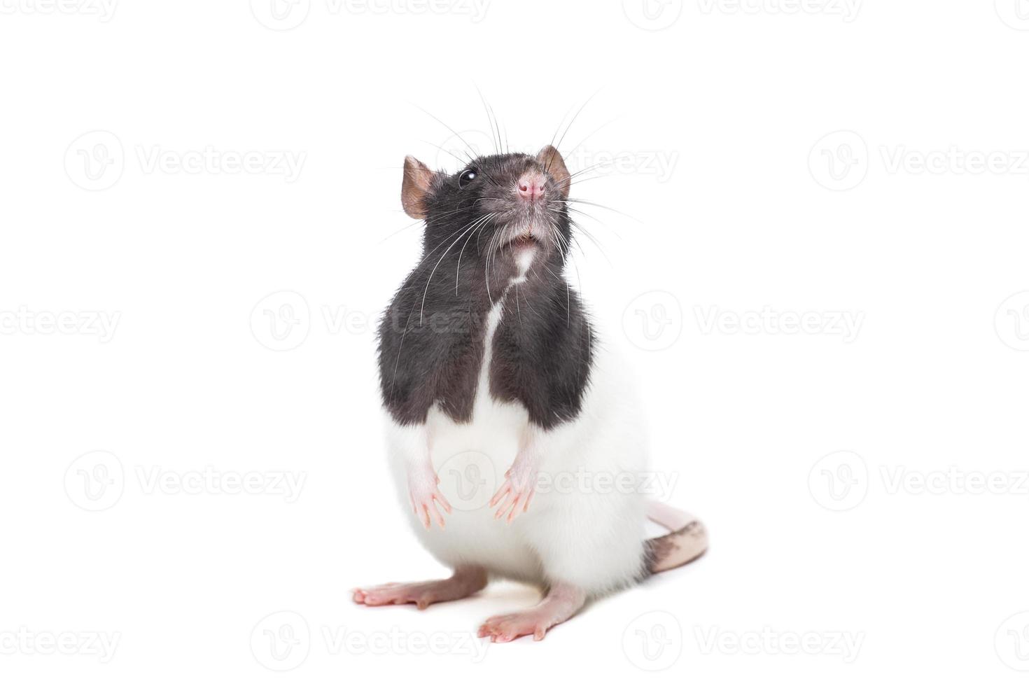 rat on white background photo