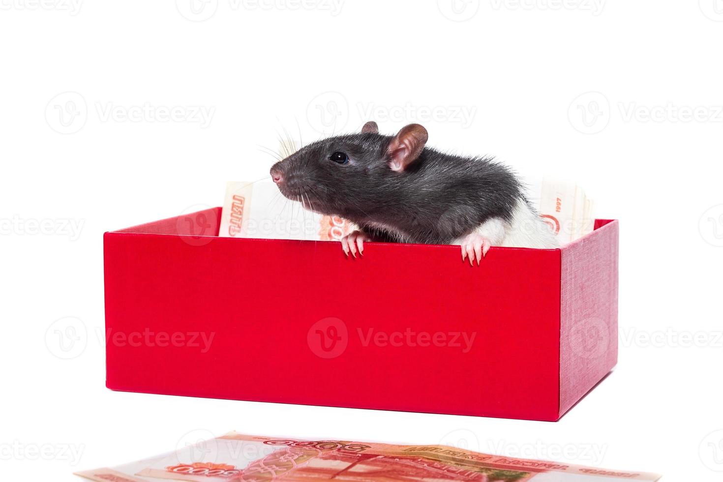 Rat with money photo