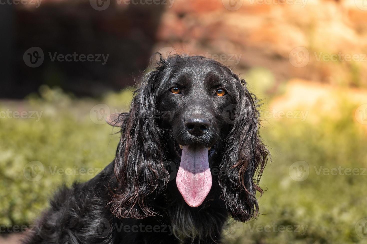 cocker spaniel guard the house photo
