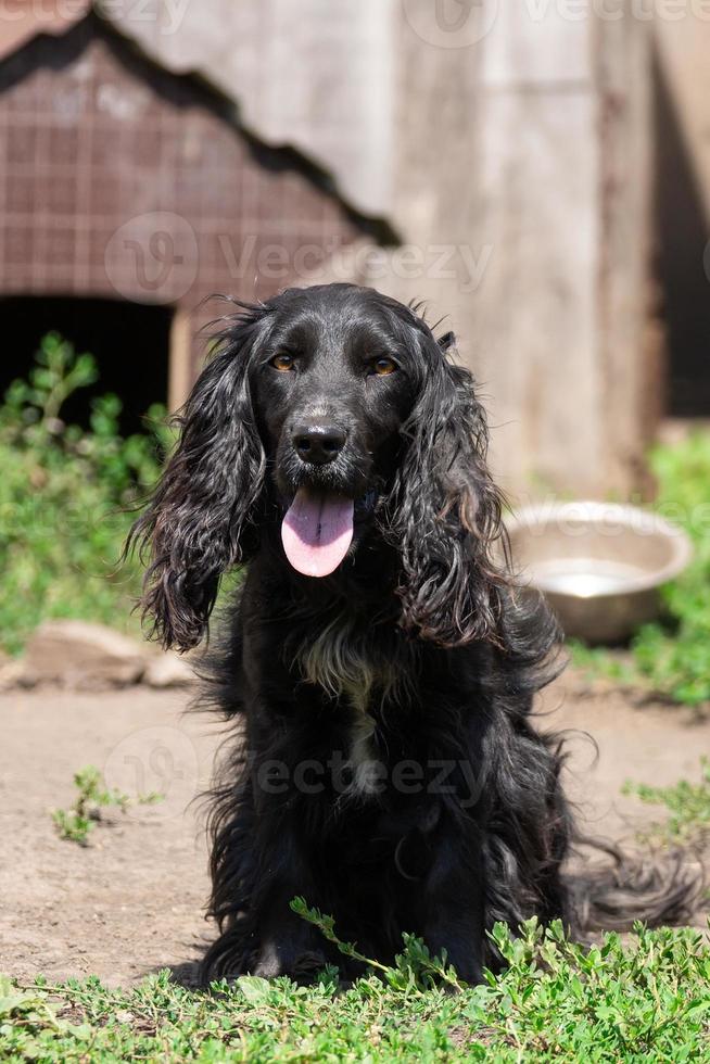 cocker spaniel guard the house photo