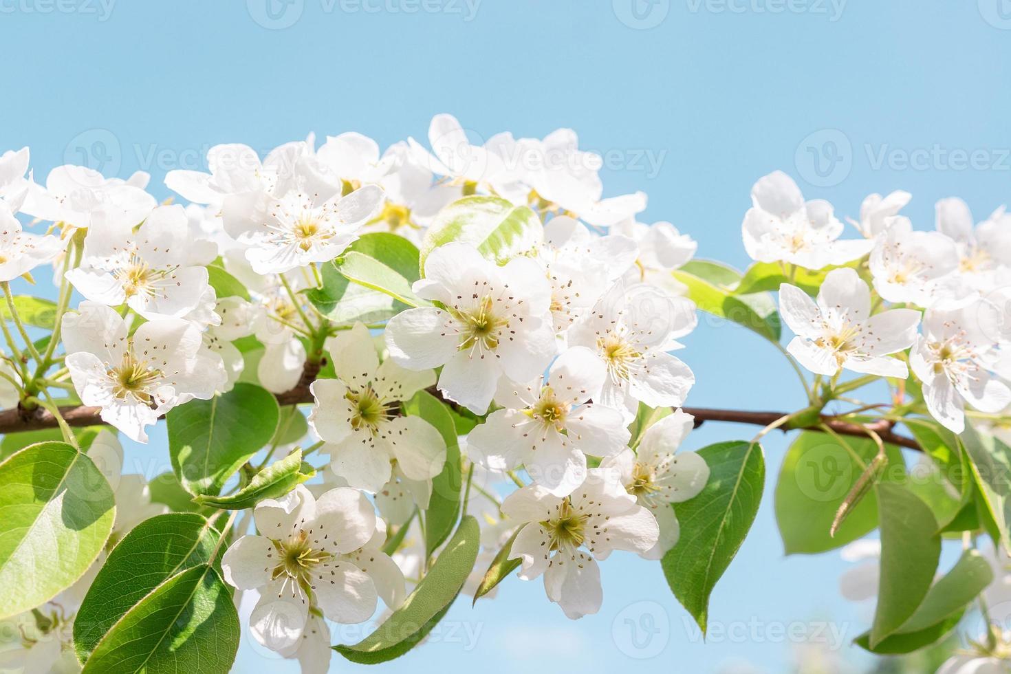 Pear tree in spring photo