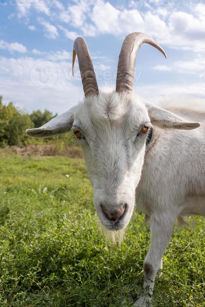 goat on grass photo