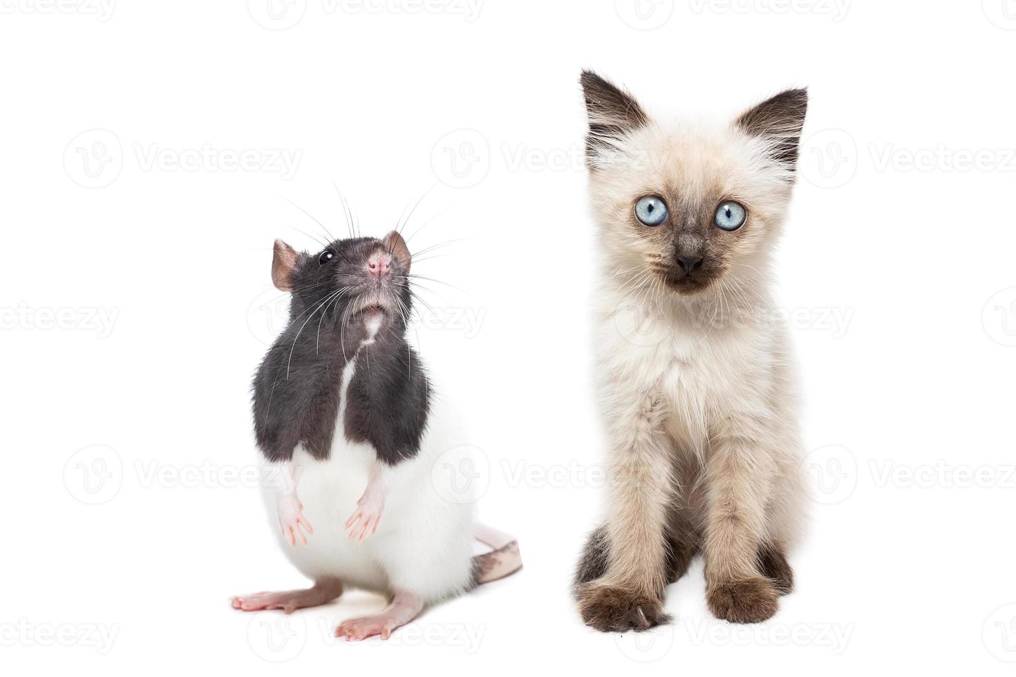 animals on isolated background photo