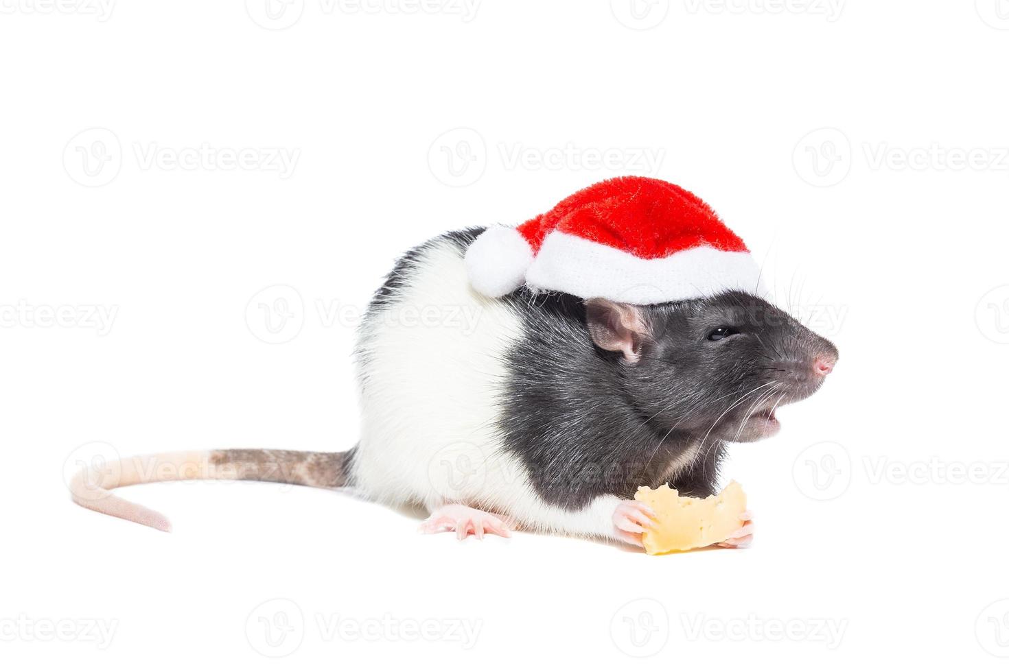 Rat on white background photo