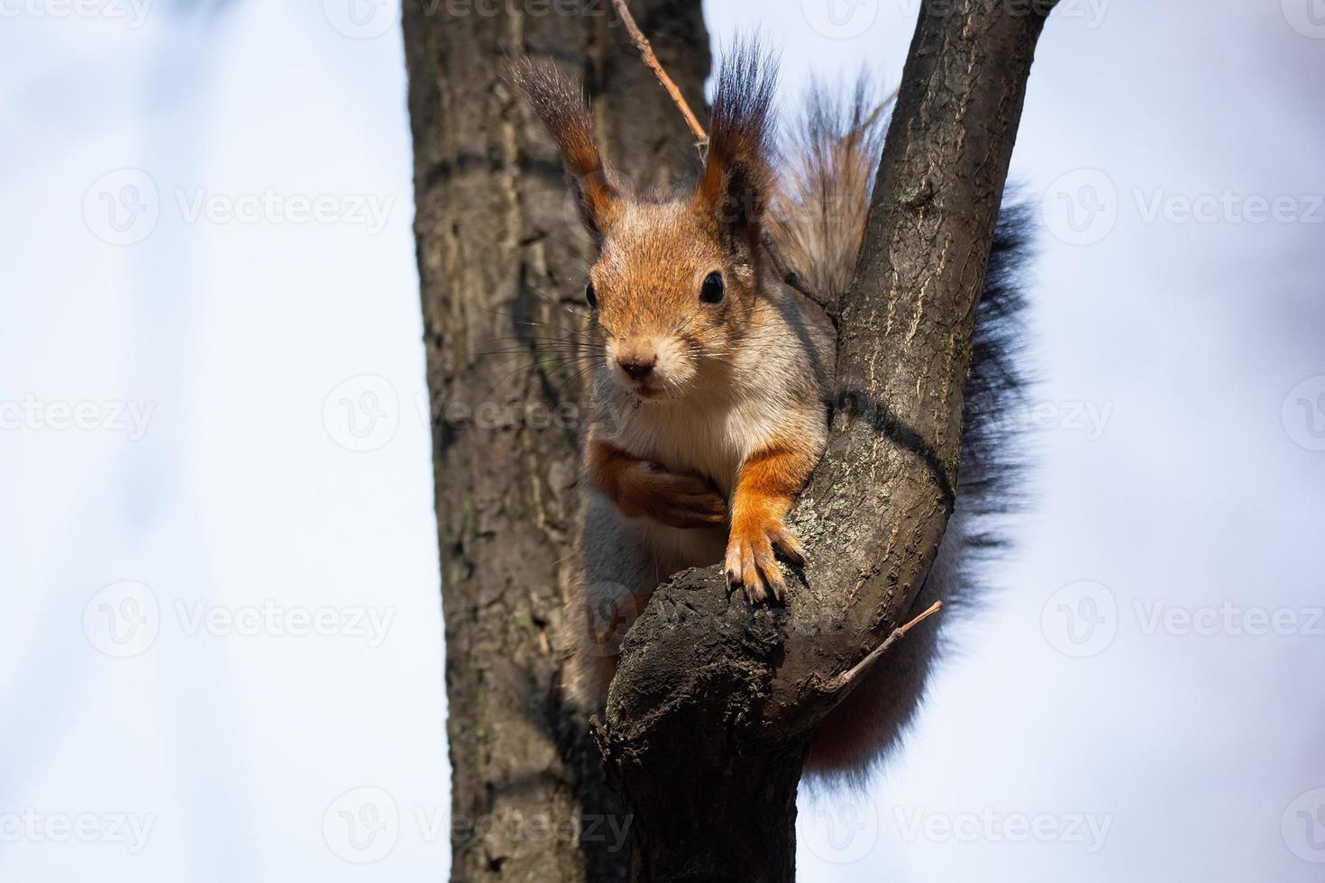 Squirrel in the autumn park photo