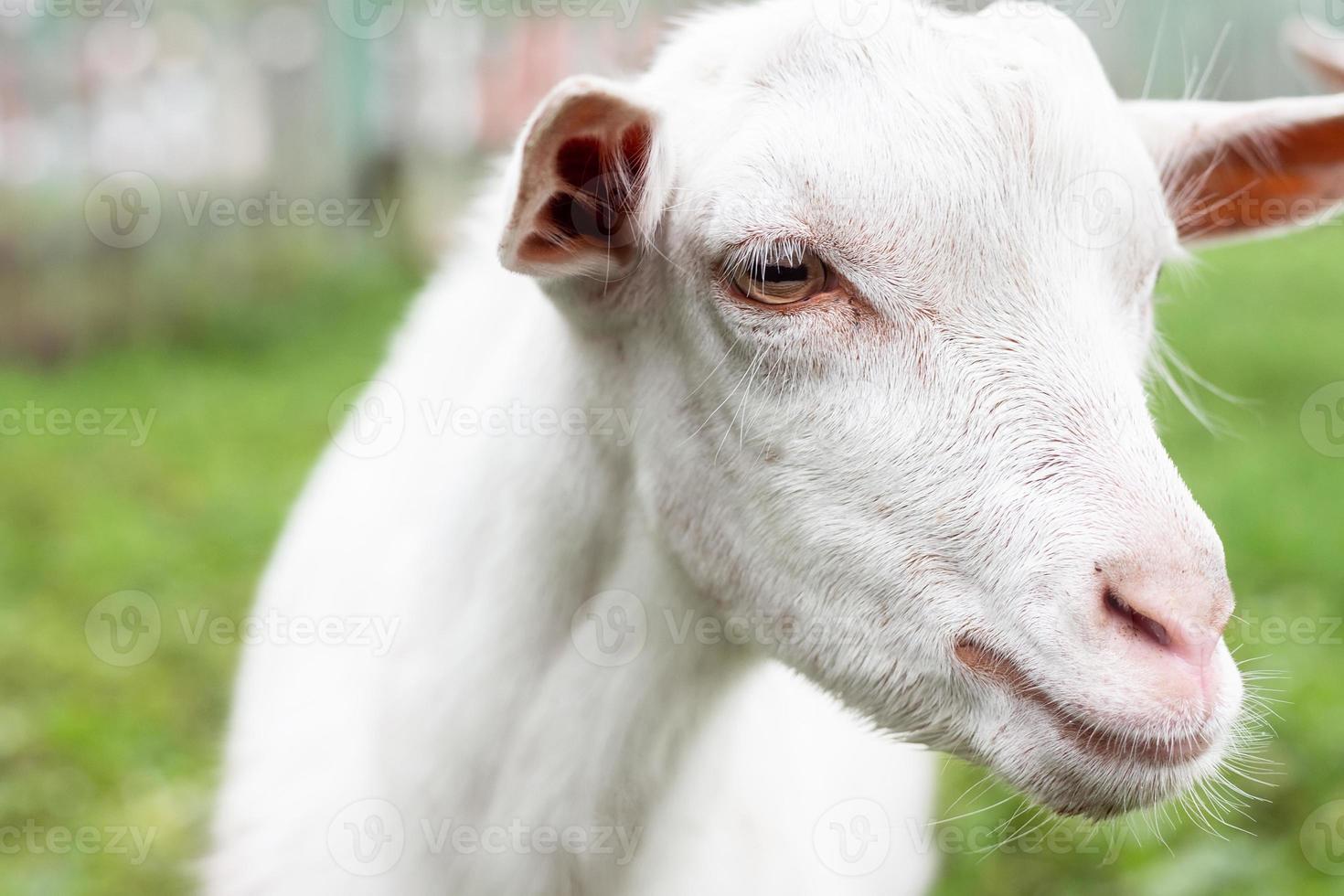 goat on grass photo