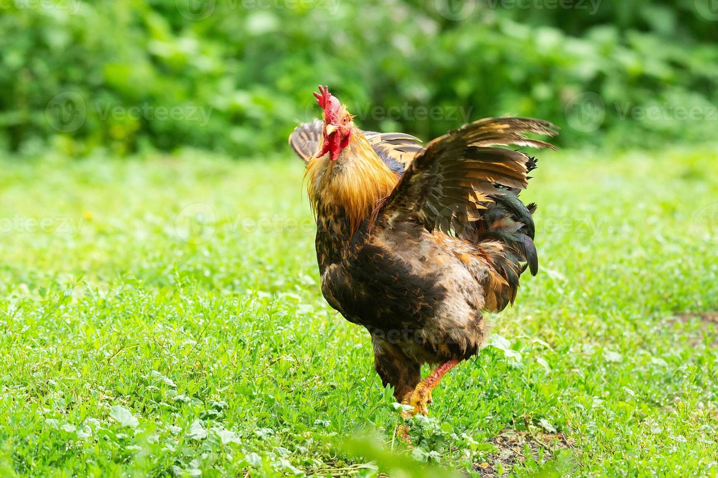 cock on the grass photo