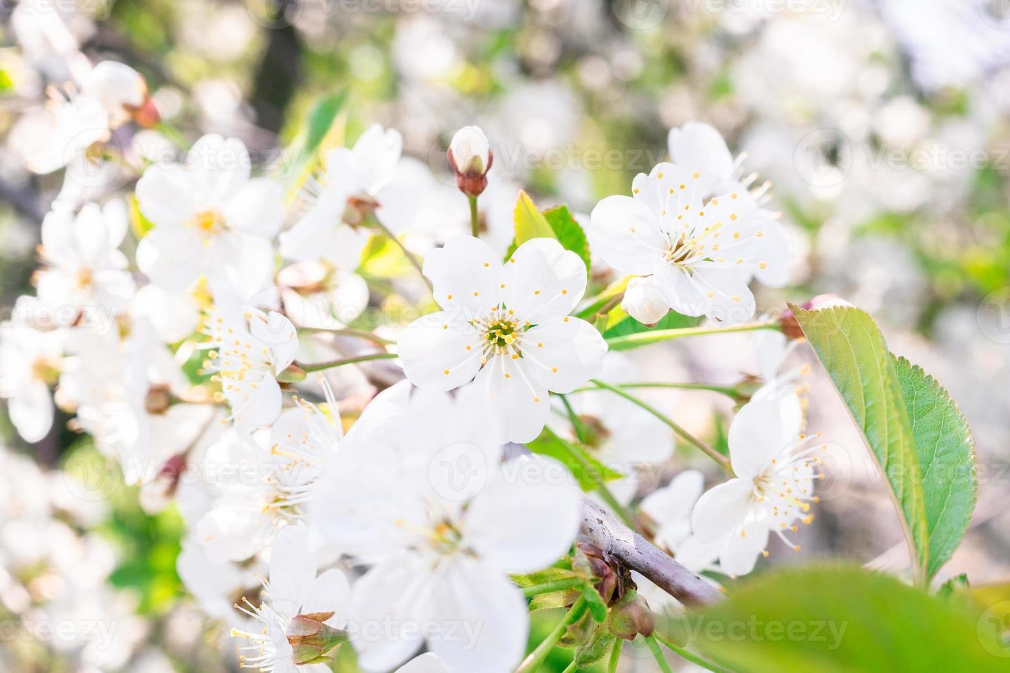 Cherry blossoms tree background photo