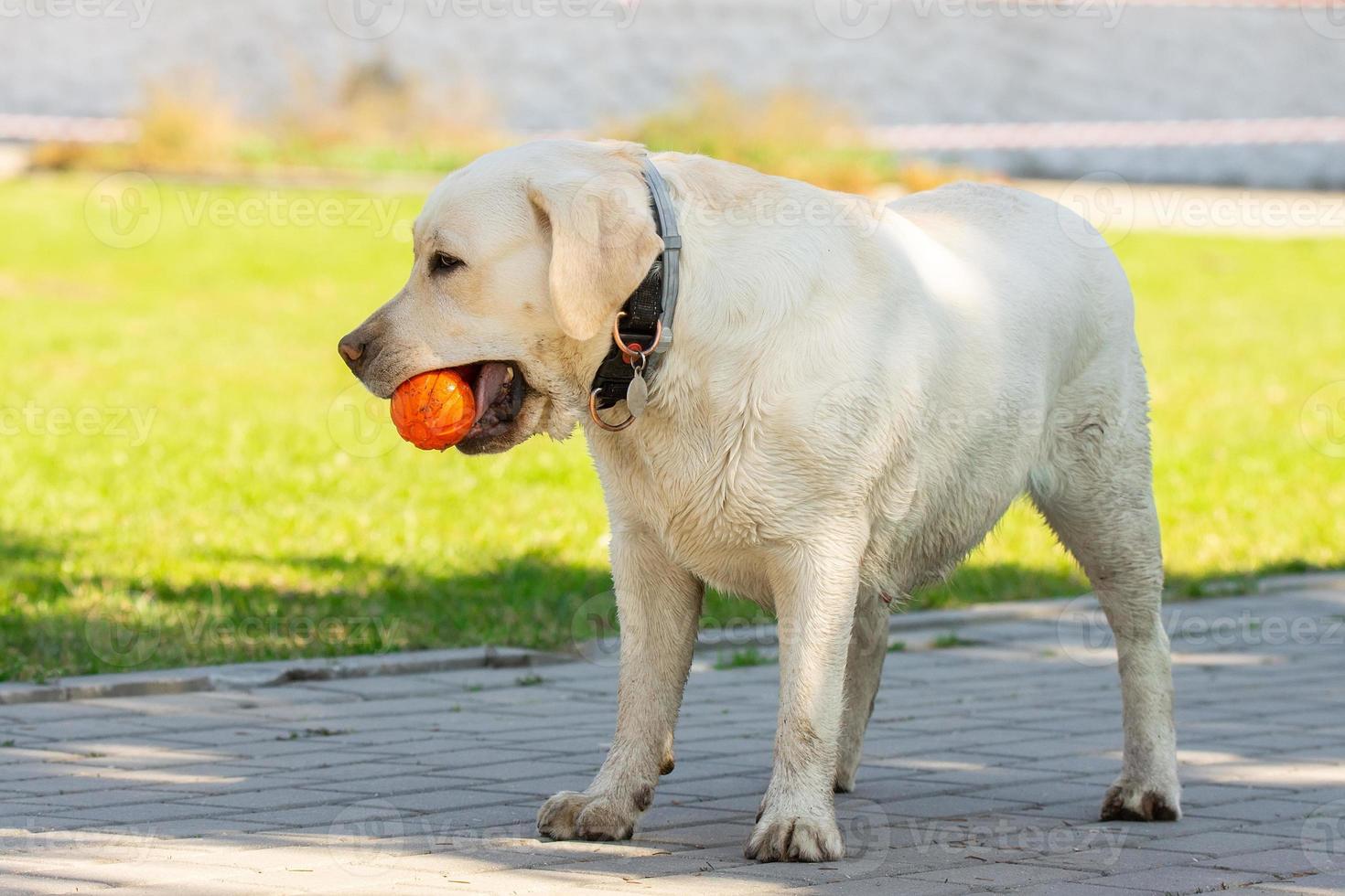 labrador retriever dog with ball photo