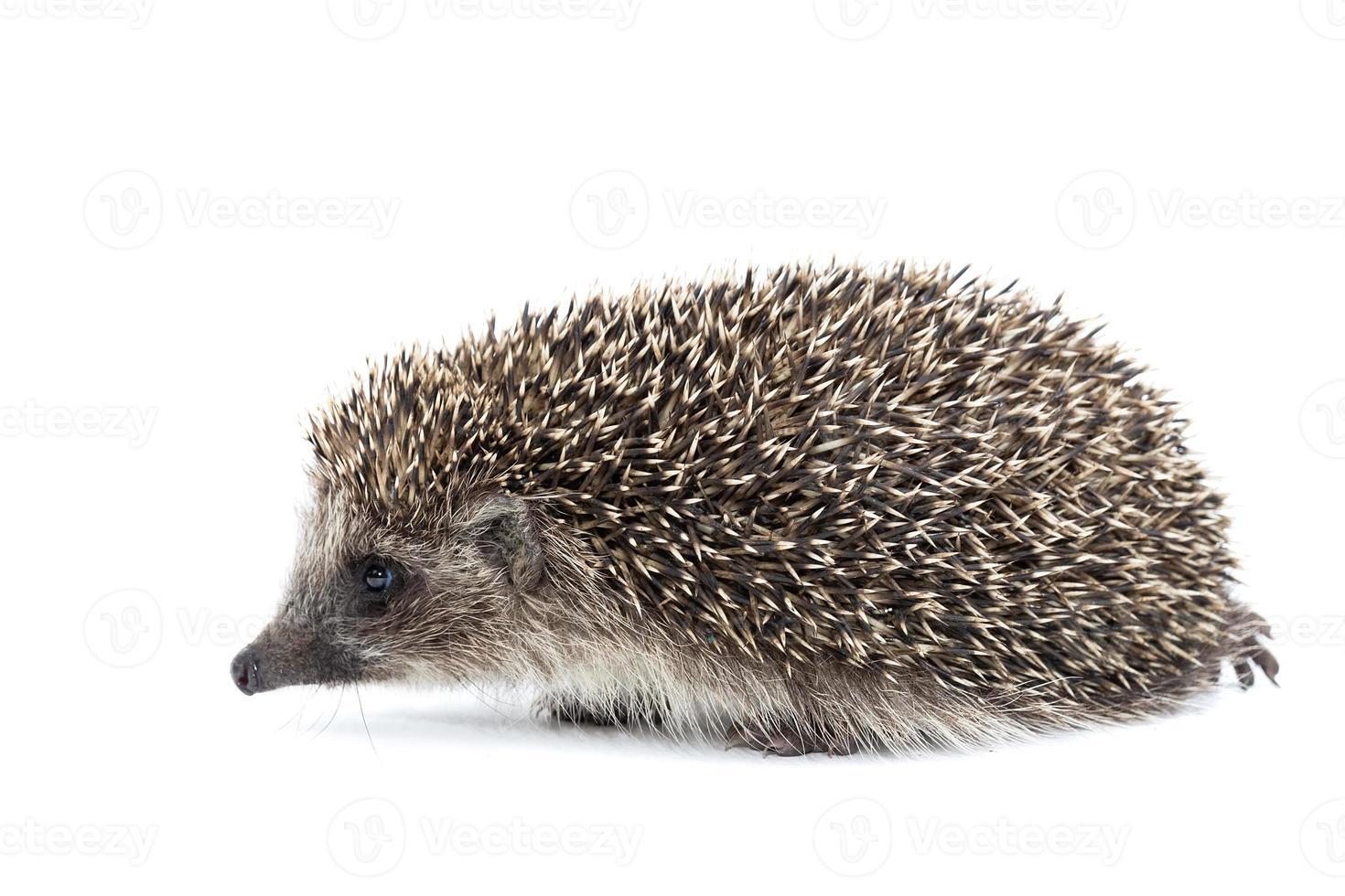 Hedgehog isolate on white background. photo