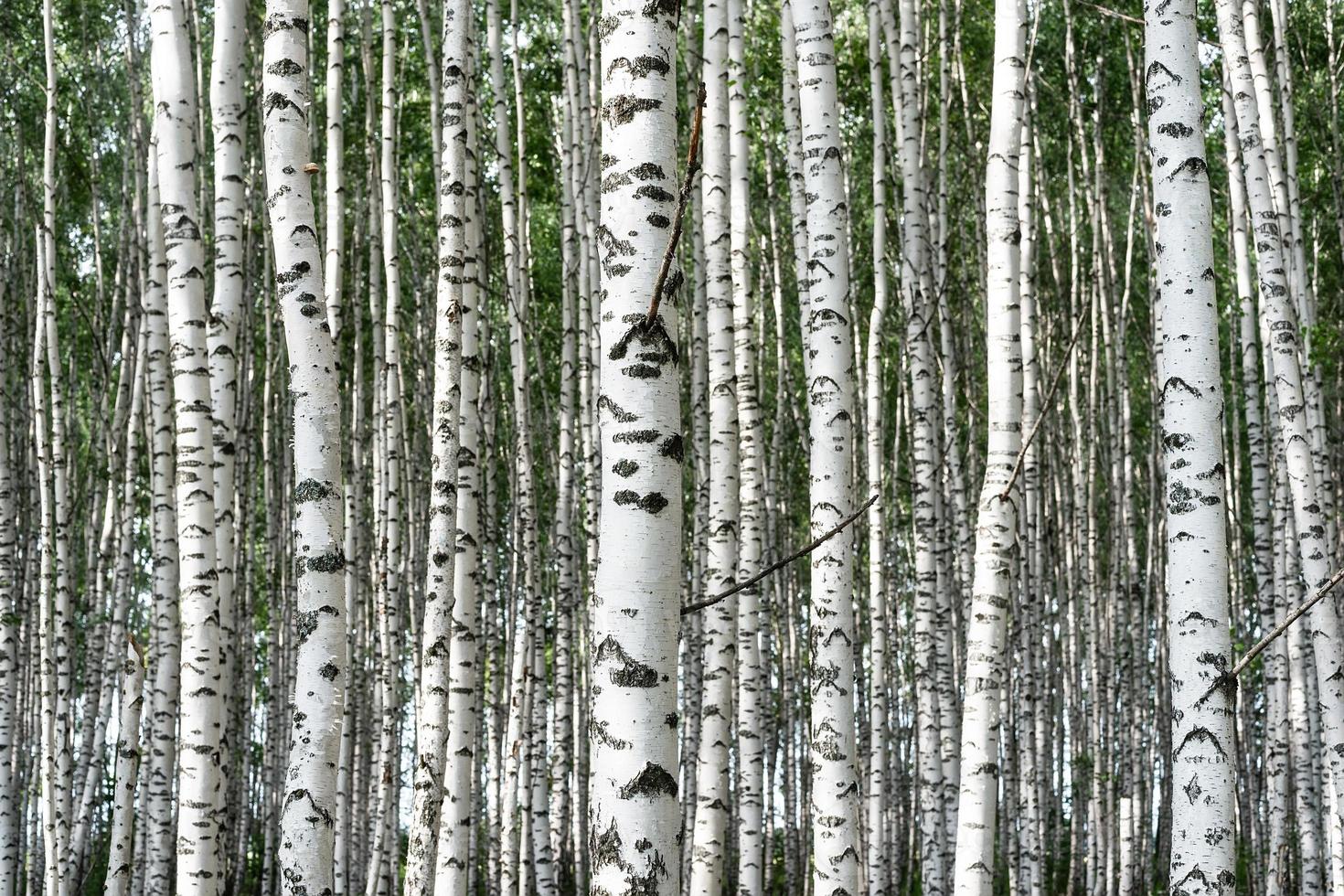 abstract background the birch grove photo