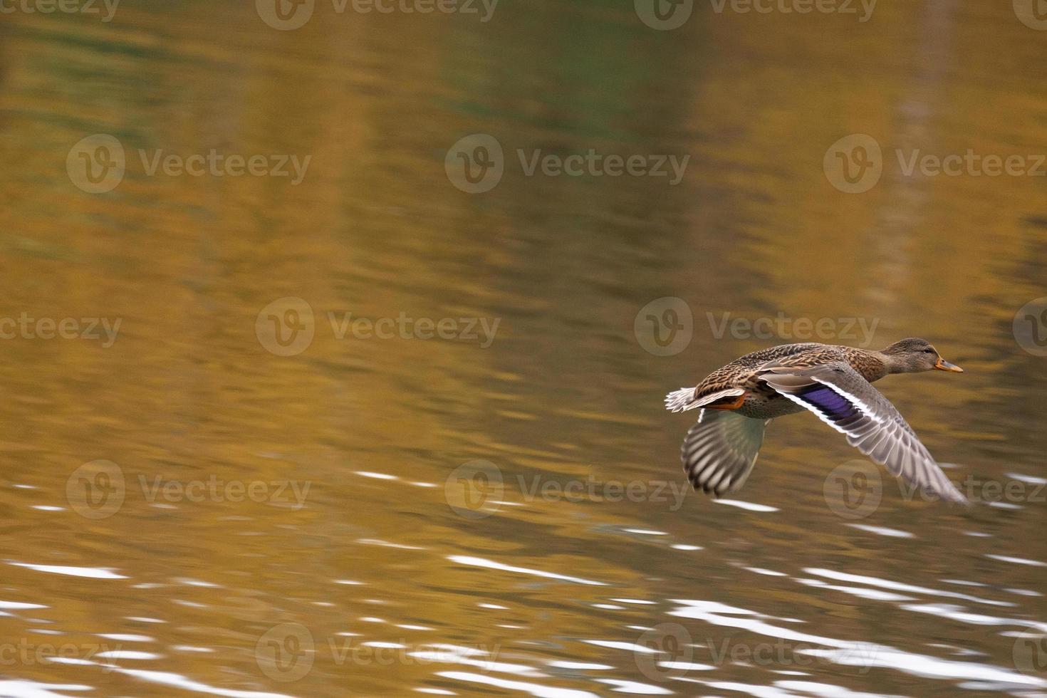 duck in flight photo