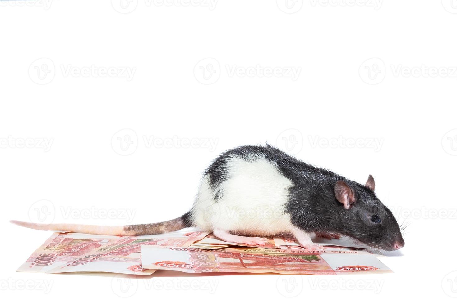 Rat with money photo