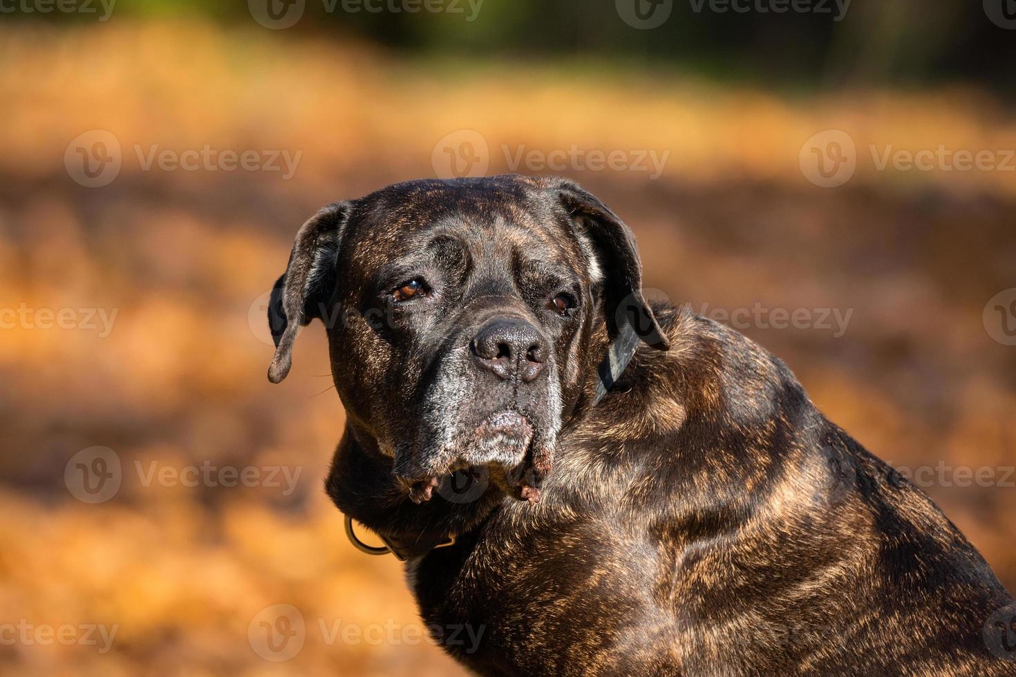 dog cane Corso photo