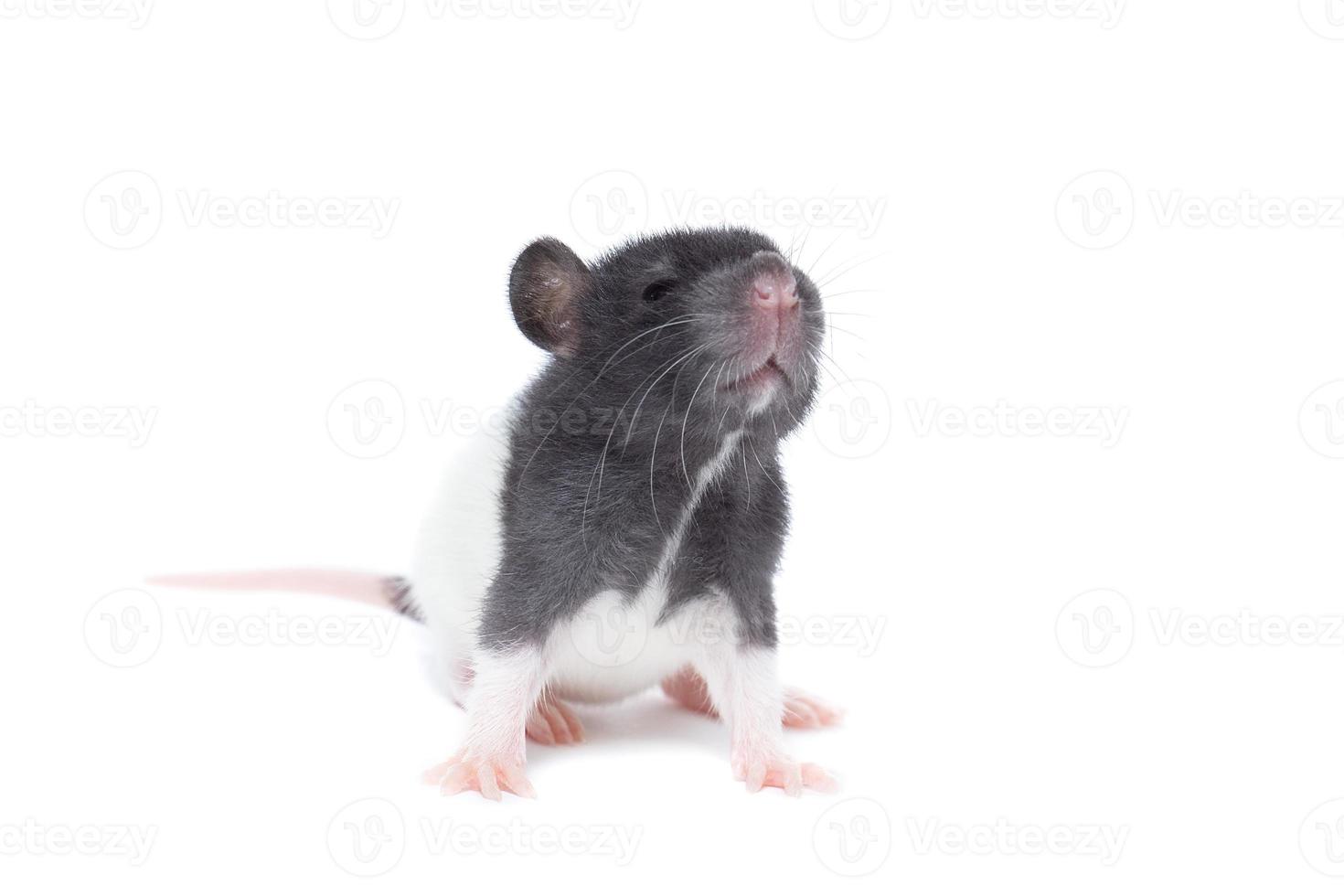 rat on white background photo