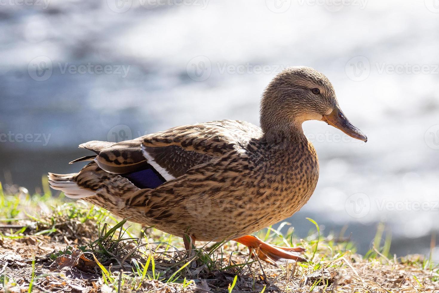 Duck on the shore photo